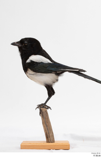 Common magpie Pica pica whole body 0012.jpg